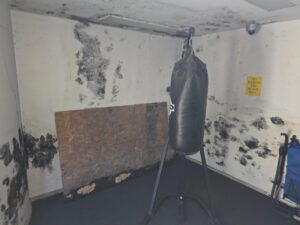FunGuy Mold Inspections | Mold Growth on Water Damaged Materials: Patterns to Watch For and When to Call an Inspector