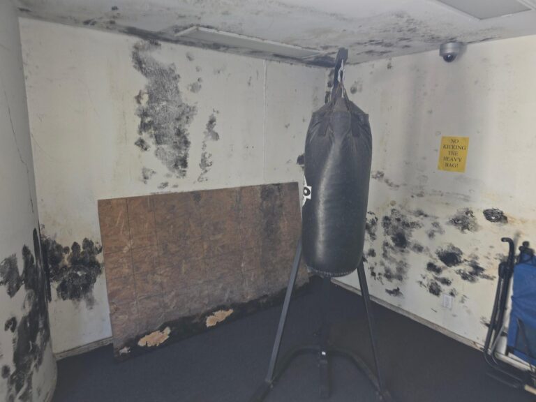 home inspector for mold
