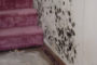 Tips about how to control mold