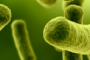 Antibiotic Resistant Bacteria_Study Show how long bacteria can live