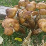 Mushrooms are common