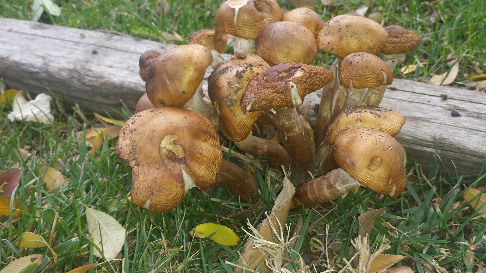 mushrooms are common in outdoor environments around our home