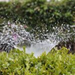 Overuse of Sprinkler System May Cause Mold Growth