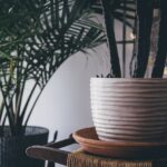 National Indoor Plant Week: 5 green companions to keep you company