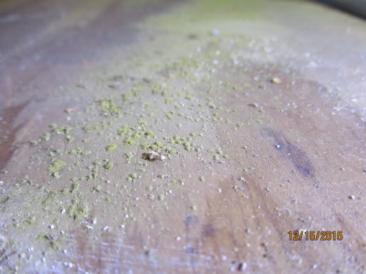 I see mold growth in my home is there water damage los angeles