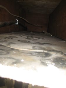 hidden mold growth in a los angeles home after heavy rains causing water intrusion fun guy inspections los angeles