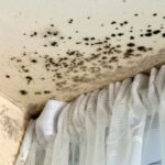 Fungal toxins in the home can easily become airborne and be inhaled, says study
