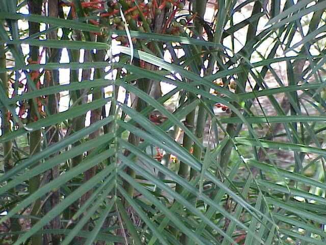 Chamaedorea seifrizii (Bamboo Palm)