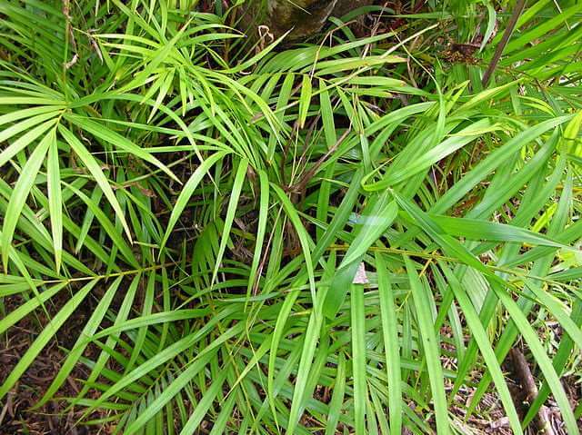 Chrysalidocarpus lutescens (Areca Palm)