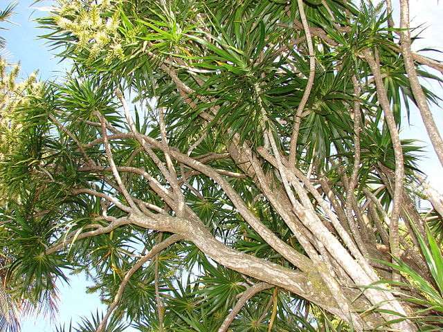 Dracaena marginata (Red-Edged Dracaena)