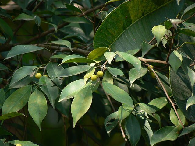 Ficus benjamina (Weeping Fig)