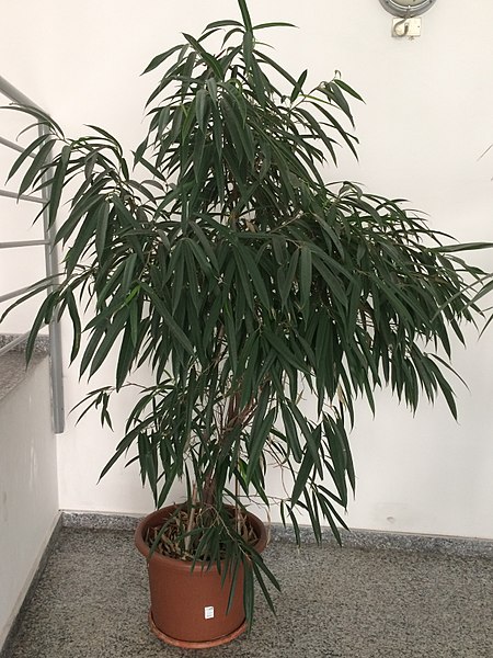 Ficus maclellandii "Alii" (Ficus Alii)