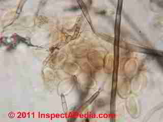 Meruliporia fungal spores - house eating rot fungus (C) Daniel Friedmanb
