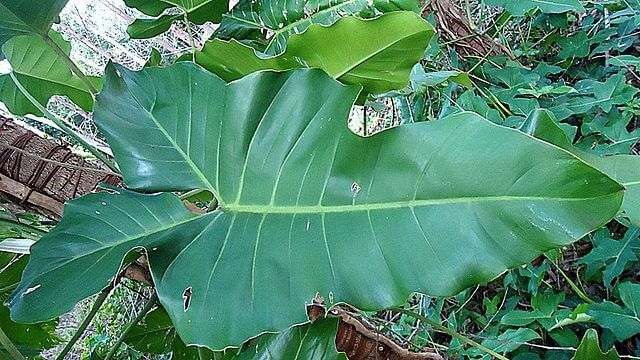 Philodendron sp. (Philodendron)