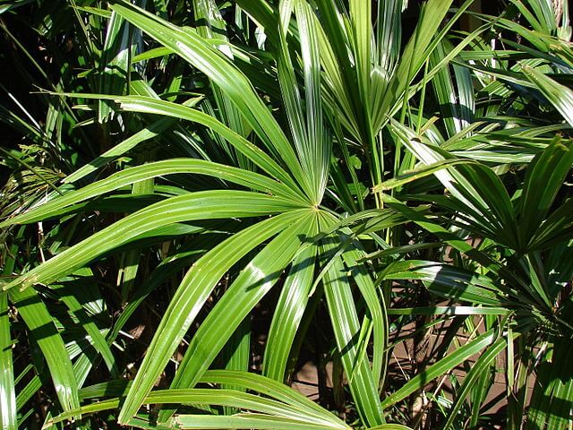 Rhapis Excelsa (Broadleaf Lady Palm)