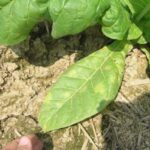 Blue Mold Present in Lancaster County