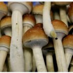 New study looks at 'magic' mushrooms as treatment for depression, without the psychedelic high