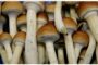 New study looks at 'magic' mushrooms as treatment for depression, without the psychedelic high