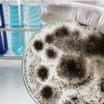 Clearance Testing for Mold in Your Building