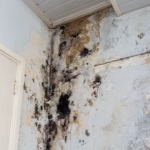 Solutions to widespread mold issues in Portland apartments fall short, residents say