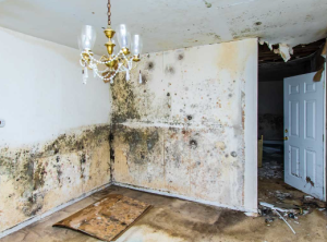FunGuy Mold Inspections | Mold Removal Santa Monica and the Hidden Impact of Coastal Living on Indoor Spaces