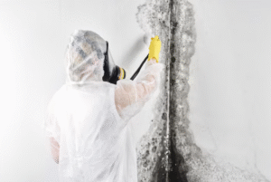 mold in home inspection