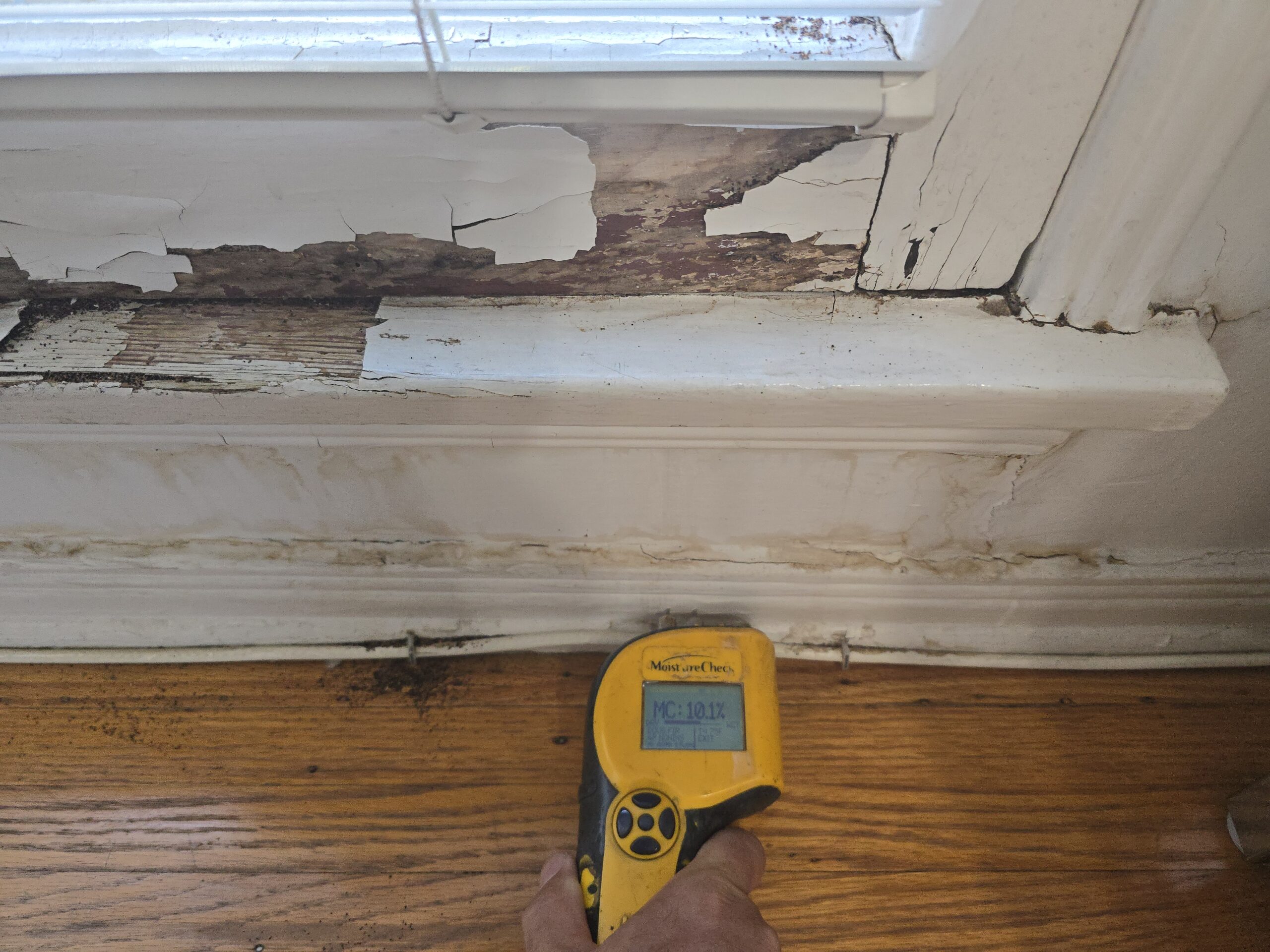 FunGuy Mold Inspections | Protecting Your Home and Health with Professional Black Mold Testing from Fun Guy Inspections