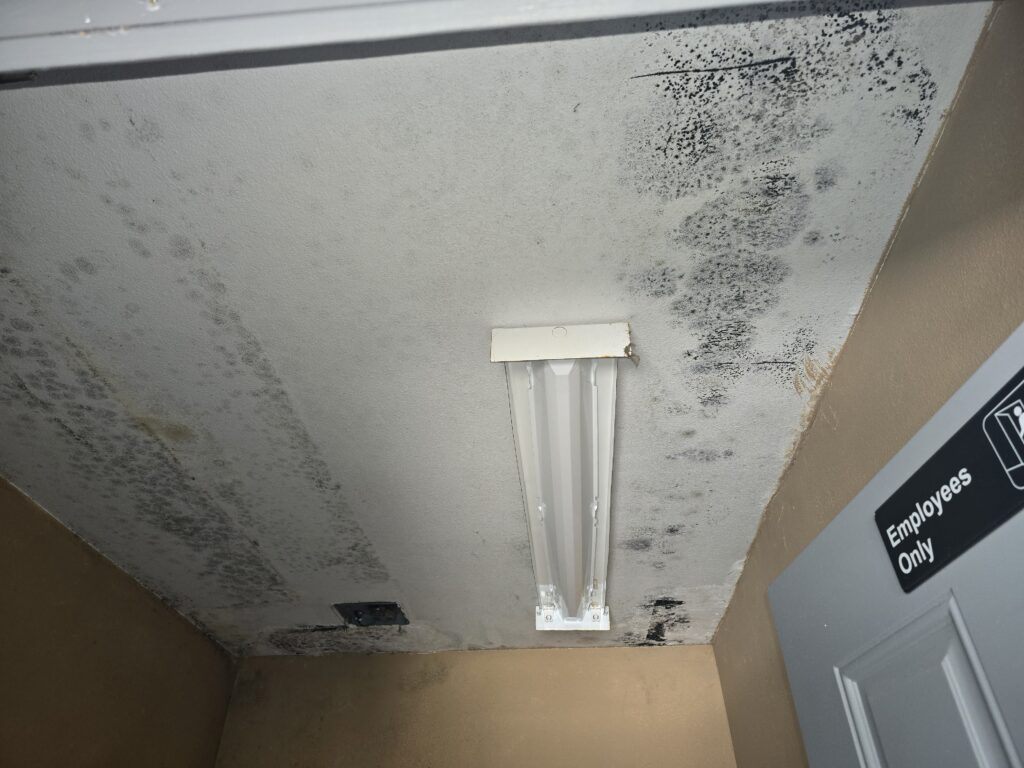 FunGuy Mold Inspections | Mold vs. Mildew on Ceiling