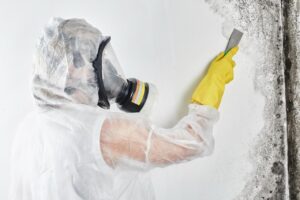 Mold Removal & Asbestos Testing in Los Angeles