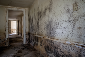 FunGuy Mold Inspections | What to know about mold and cleanup safety after the flood FunGuy Mold Inspections | What to know about mold and cleanup safety after the flood