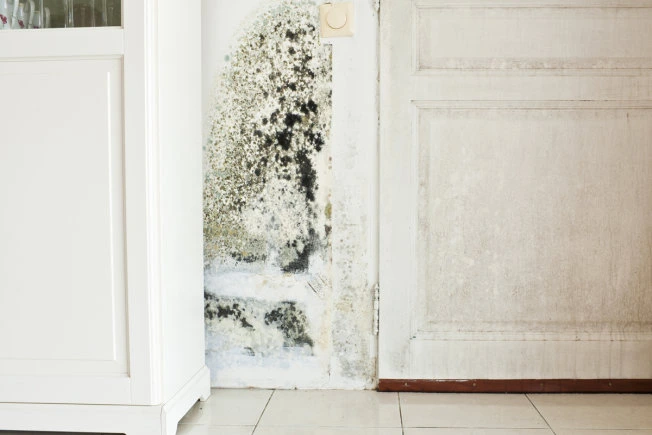 FunGuy Mold Inspections | Home
