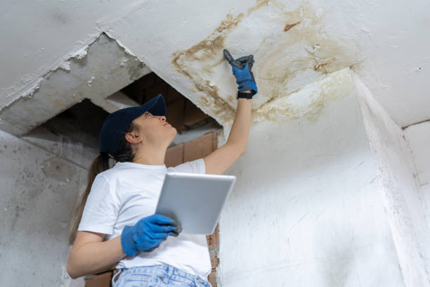 mold removal services