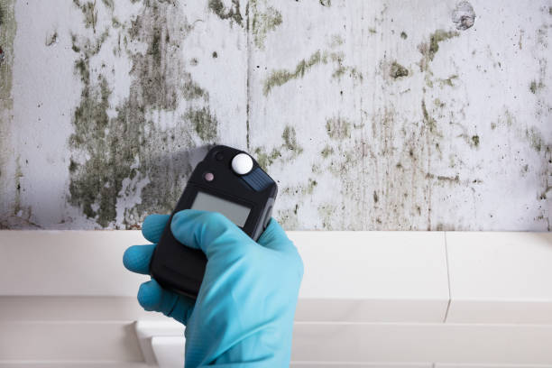 mold testing