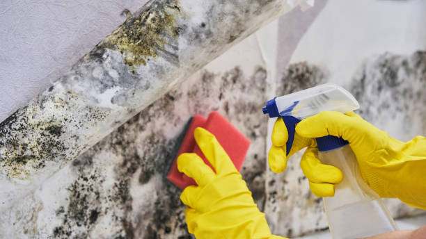 FunGuy Mold Inspections | How Does a Lead Testing Service Help Detect Lead Contamination? Lead Testing Service
